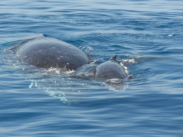 whales slightly submerged in the water at Port Douglas