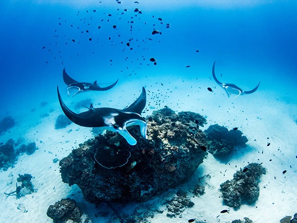 Lady Elliot Island Manta Ray