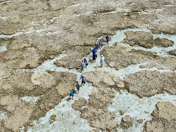 Reef Walk in Lady Elliot Island
