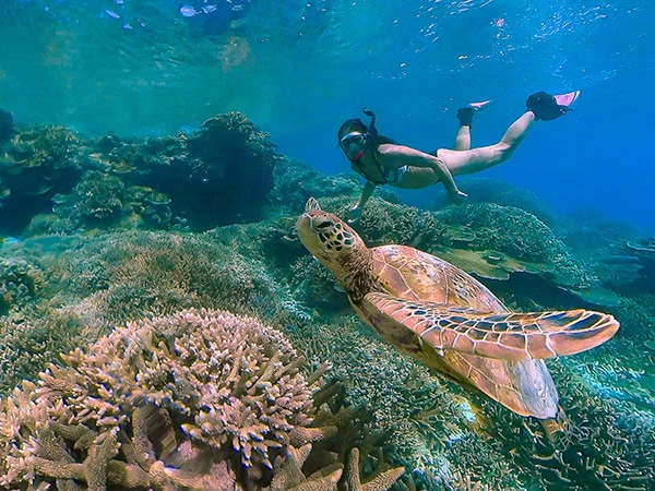 Swim with the turtles in Lady Elliot Island