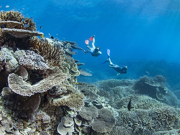 Snorkelling on the reef