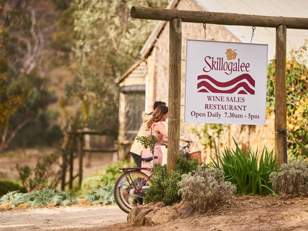 a cyclist arriving at Skillogalee Winery