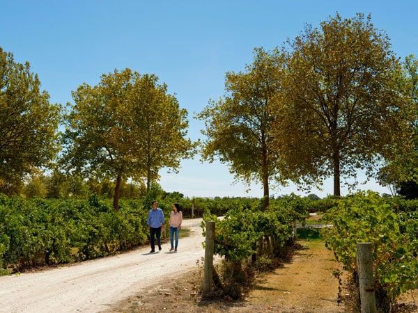 Peter Rymill The Coonawarra Wineries & Cellar Doors You Need To Visit | Australian ...