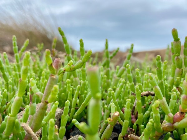 a close-up landscape shot of the samphire succulent