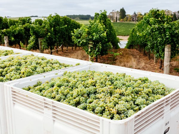 green grapes harvested from Shaw + Smith vineyard in Adelaide Hills