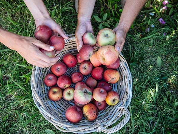 basket of freshly picked apples at Shields Orchard Bilpin