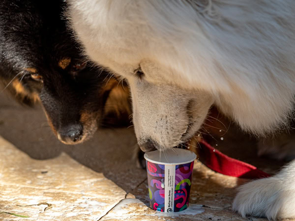 two dogs licking out of a cup at Sisterhood Cafe