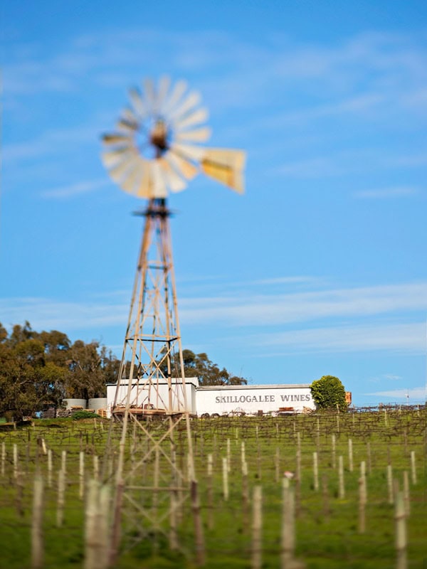 the surrounding vineyard at Skillogalee Wines
