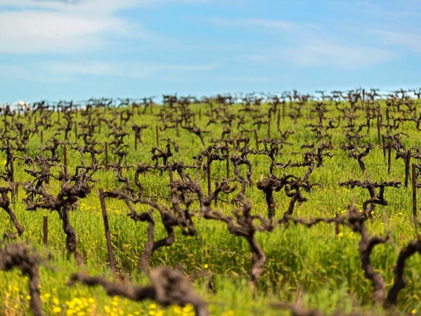 the grape vines at Skillogalee Wines