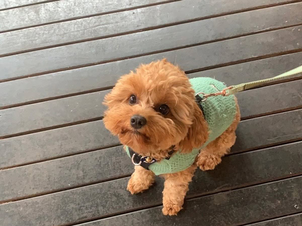 a pup on leash sitting on the floor at Snag & Brown, Brisbane