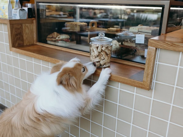 a dog barely reaches over a jar of treats at the counter of St Coco Cafe