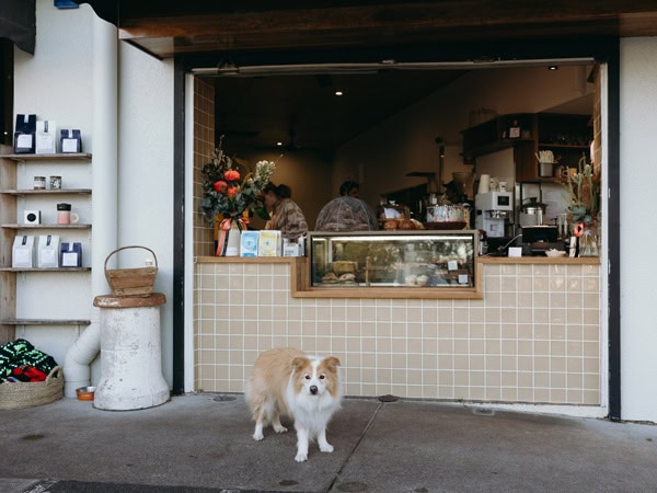 a dog poses in front of St Coco Cafe