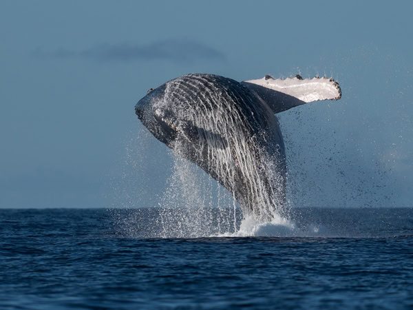 a whale jumping out of the water, Sunreef Mooloolaba
