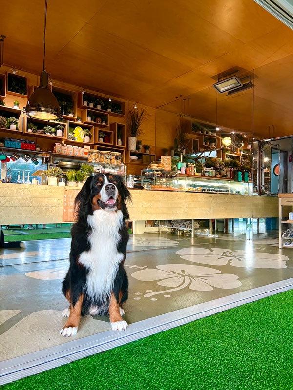 a dog posing for a picture at The Orange Box cafe in North Fremantle