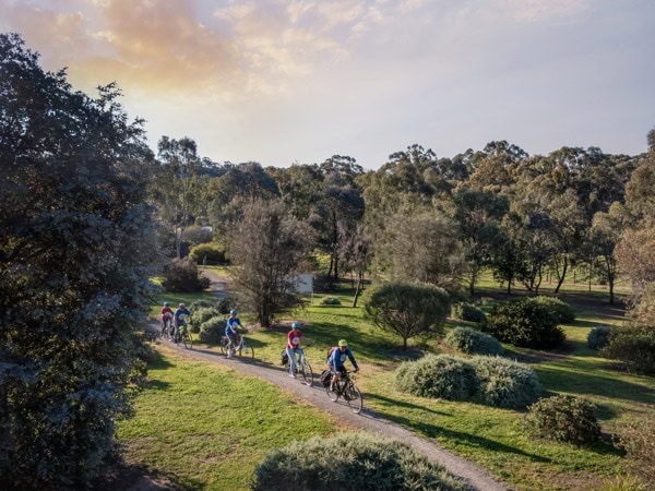 biking along gum trees in Tim Adams Wines