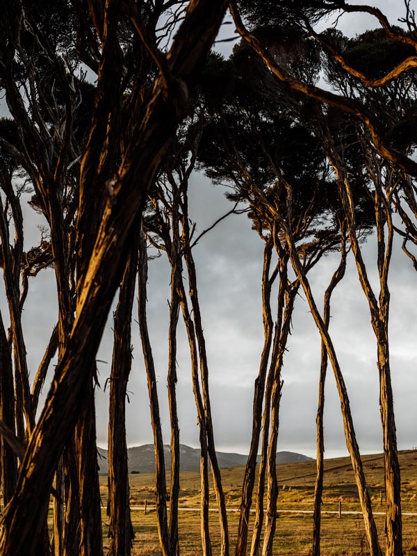 Eucalypt trees on Flinders Island