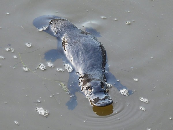 platypus spotted in byron bay hinterland with Vision Walks Eco Tours
