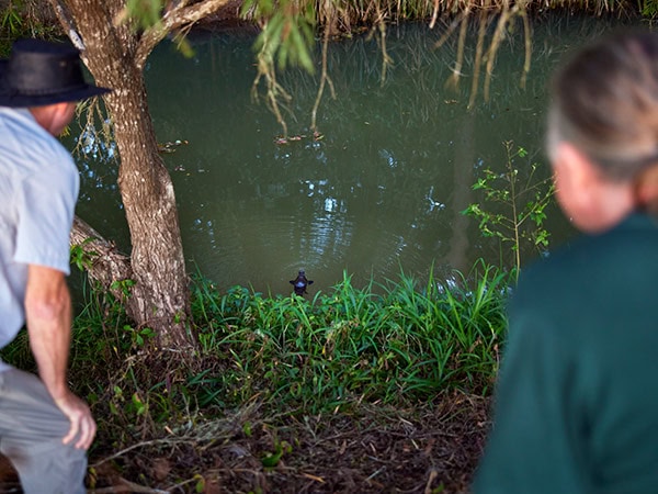 guest and guide on Wait-A-While Rainforest Tours looking at a platypus in atherton tablelands