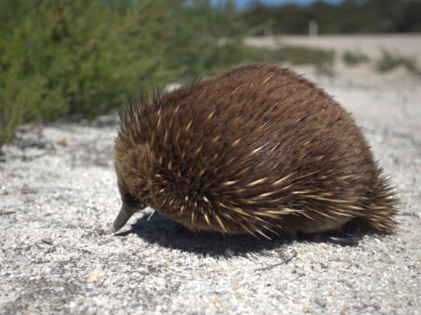a close-up shot of an echidna on Flinders Island