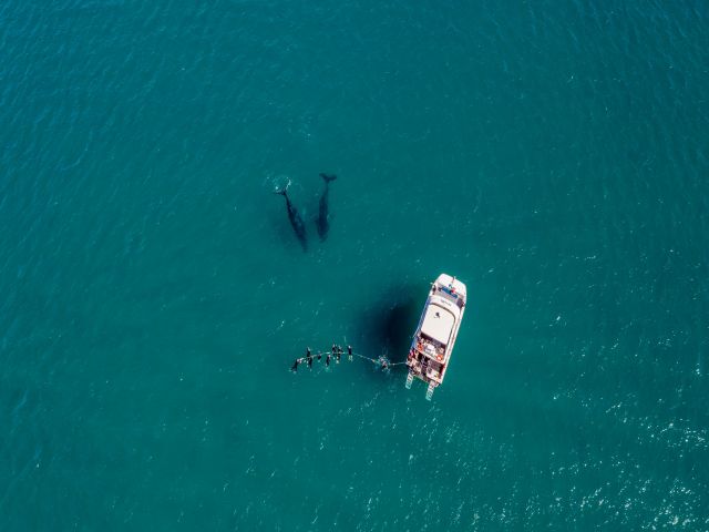 Hervey Bay whales