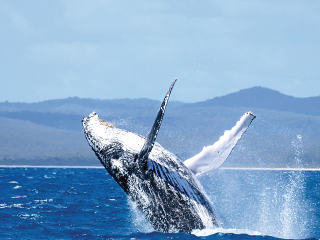 humpback whales in Hervey Bay