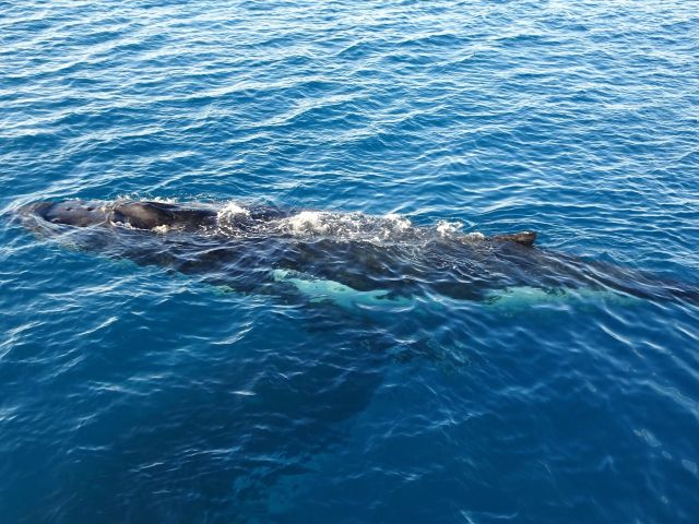 humpback whales in K'gari