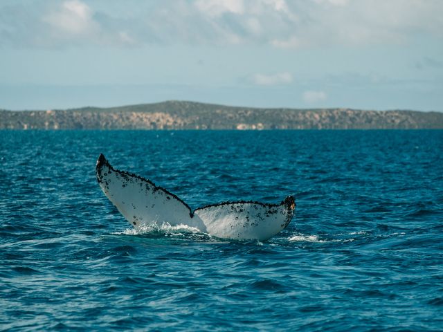 majestic whales in Ningaloo