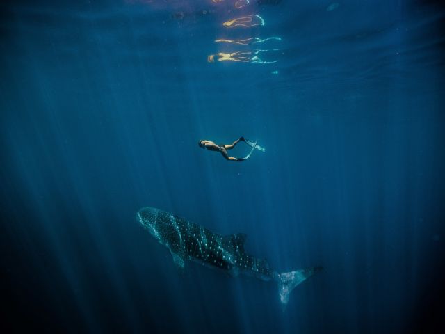 whale sharks in Ningaloo