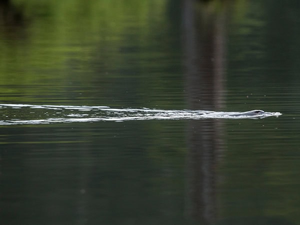 platypus creating ripples as it swims in a victorian river