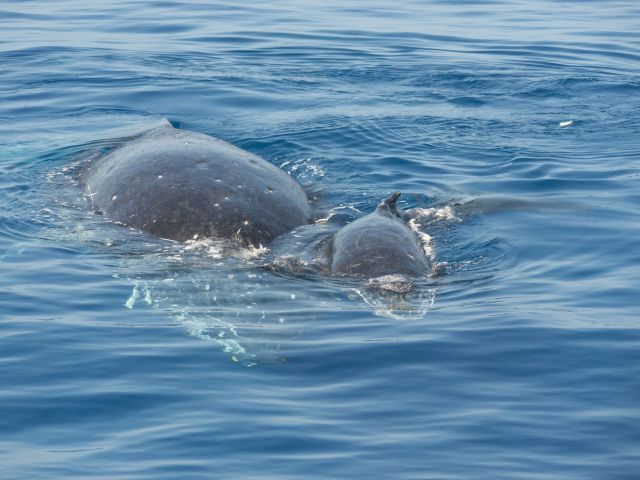 whales in Port Douglas