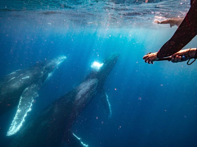 humpback whale on Sunshine Coast