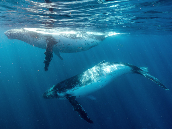 humpback whales migrating off the south coast of NSW