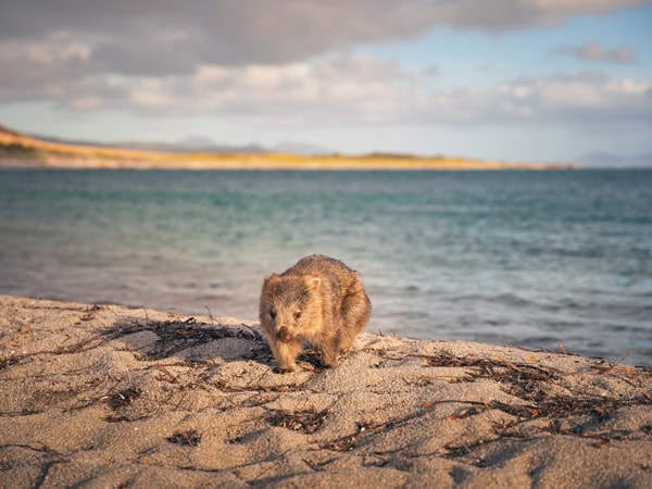 a resident wombat on Flinders Island