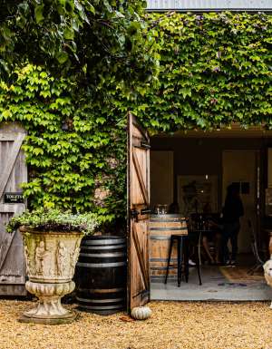 A dog at Krinklewood Winery