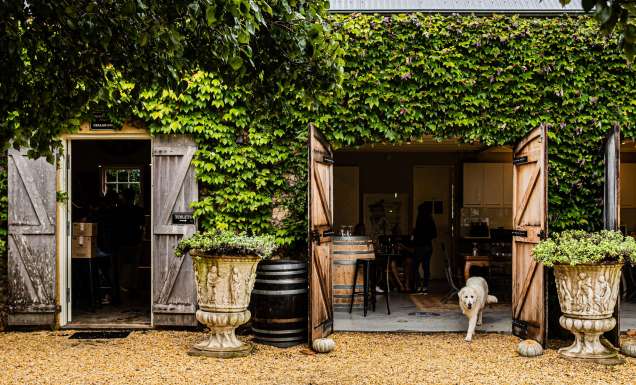 A dog at Krinklewood Winery