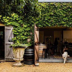 A dog at Krinklewood Winery