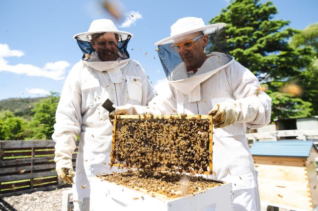 Things to do Bowral bowral beekeeping tour