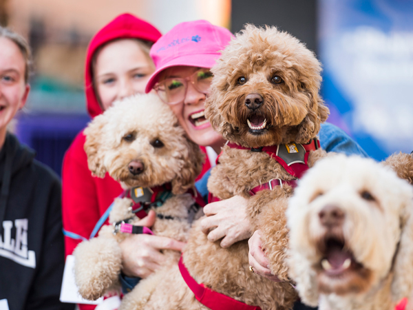 Dog Lover's Festival in Sydney, NSW