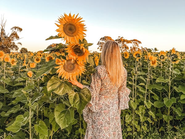 Woman at the Atkins Farm sunflower farm in Adelaide Hills