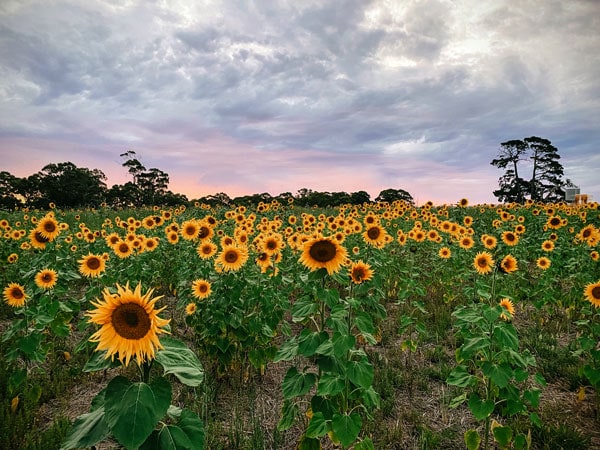 the sunflower field at Atkins Farm, SA
