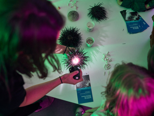 Beaker Street Festival in Hobart, Tasmania