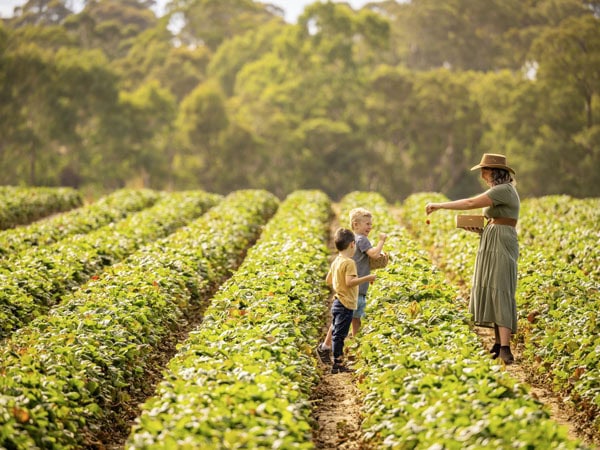 a mother with her kids strawberry picking at the Beerenberg Farm