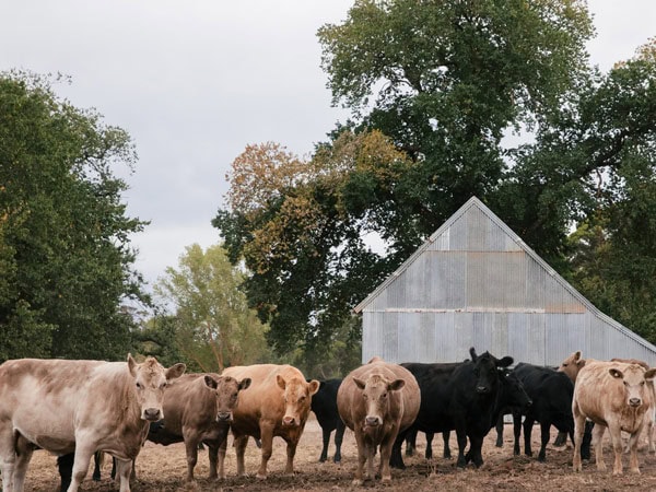 a herd of cows at Beerenberg Farm