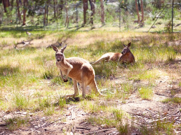 kangaroos at Cleland Wildlife Park