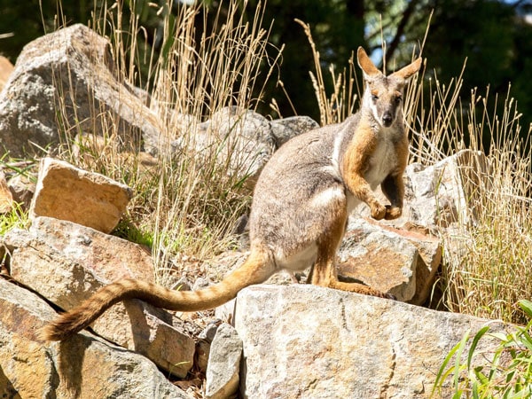 a yellow-footed rock wallaby at Cleland Wildlife Park