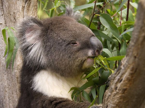 14 Best Things To Do In The Adelaide Hills | Australian Traveller
