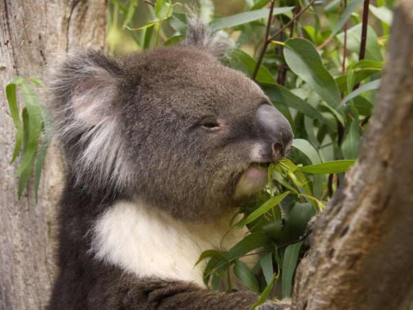 a koala resting on a branch at Cleland Wildlife Park