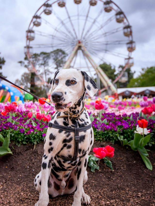Floriade in Canberra, ACT