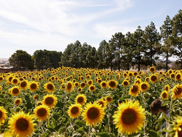 a vast sunflower farm