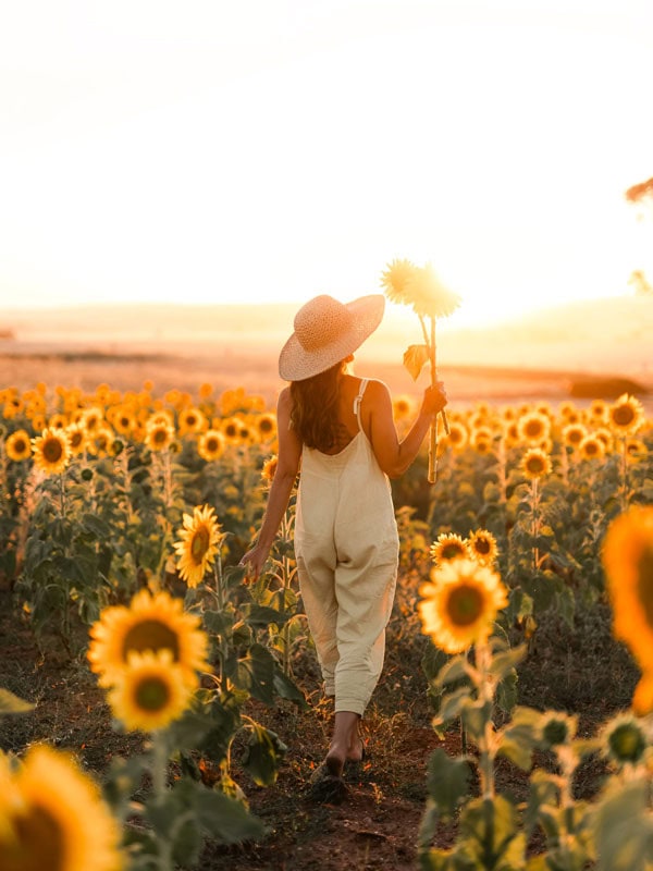 a woman picking sunflowers